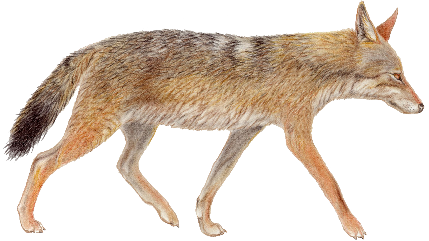 Walking Coyote Illustration