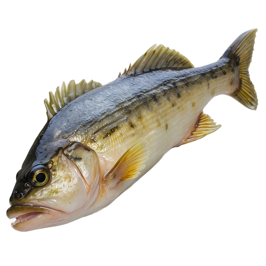 Walleye Fish Fillet Png 06262024