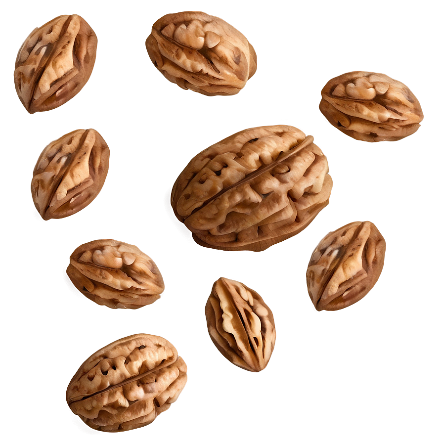 Walnut Illustration Png 15