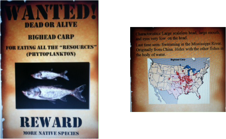 Wanted Poster Bighead Carp