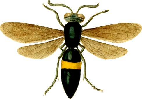 Wasp_ Illustration_ Black_ Background