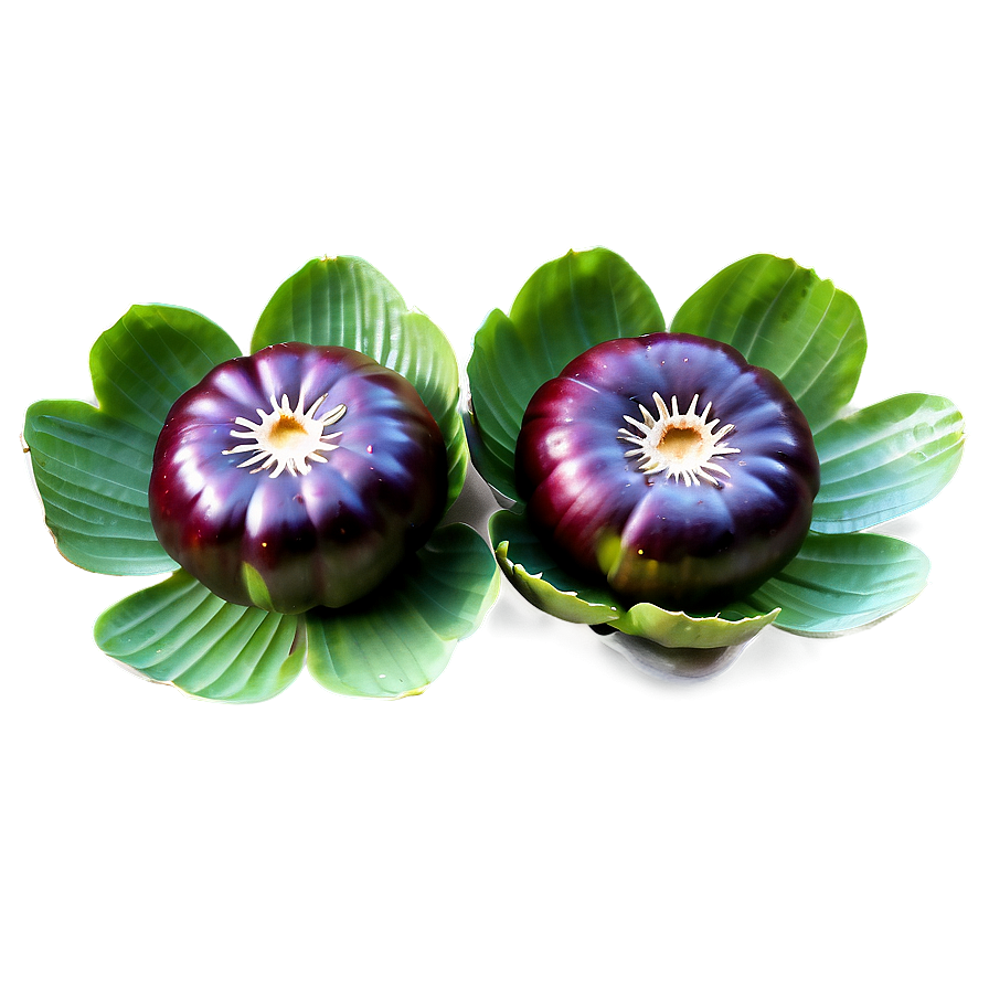 Water Chestnut PNG 06122024 PNG with transparent background