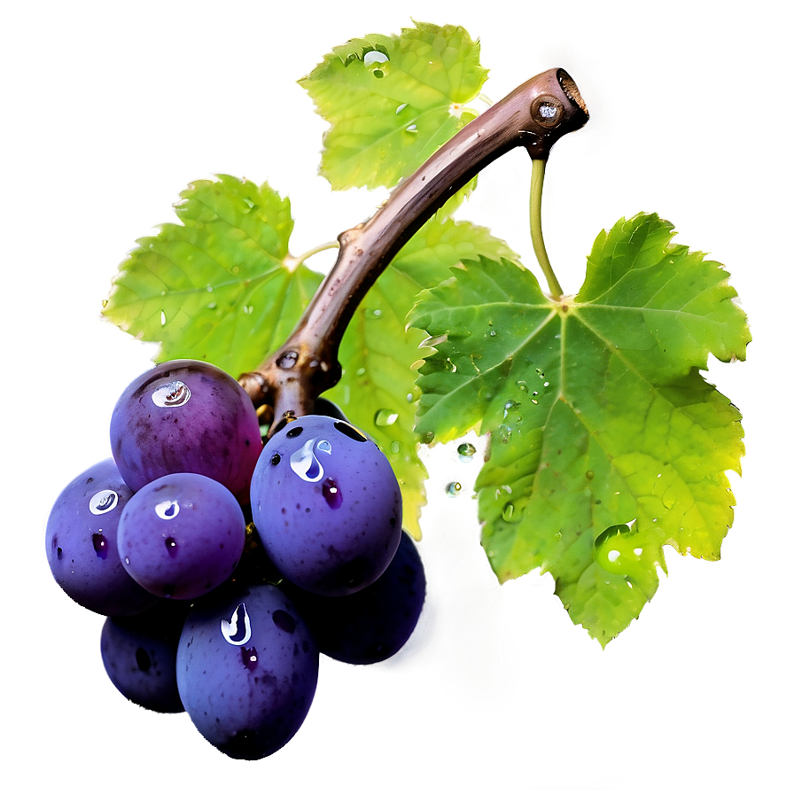 Water Droplet On Grape Png 06292024