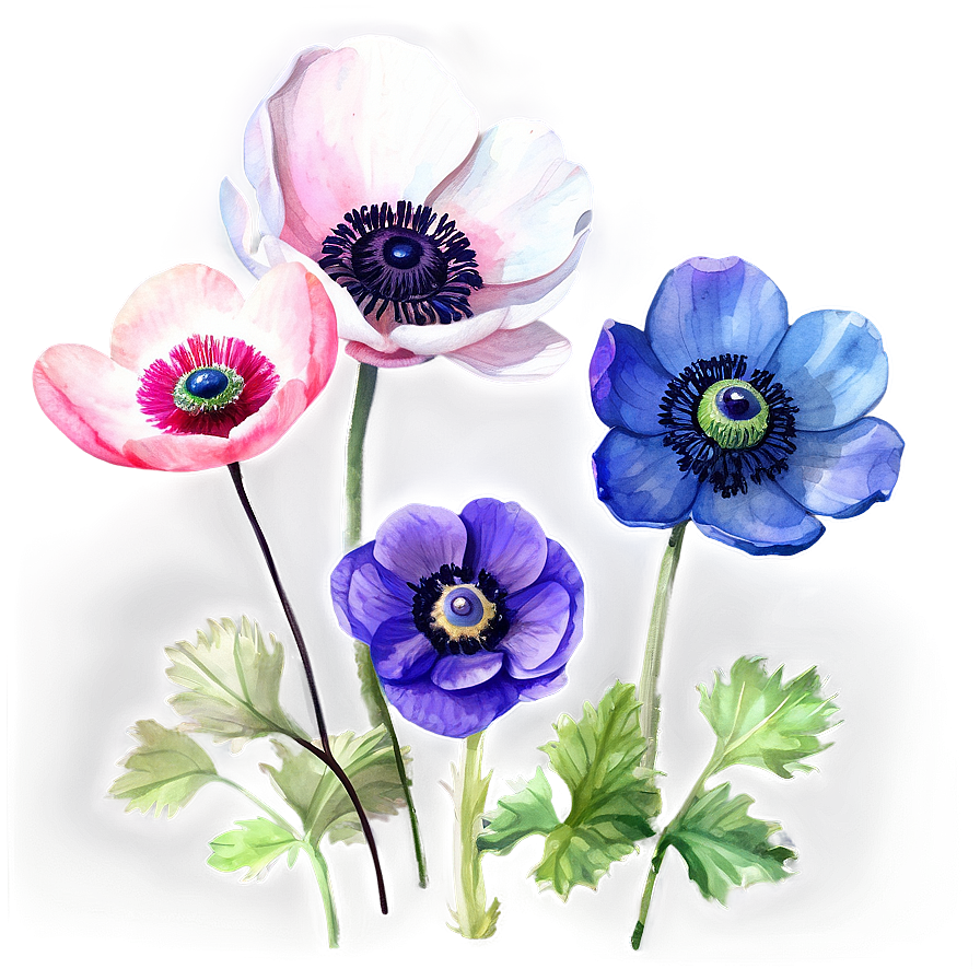 Watercolor Anemone Flowers Png 56