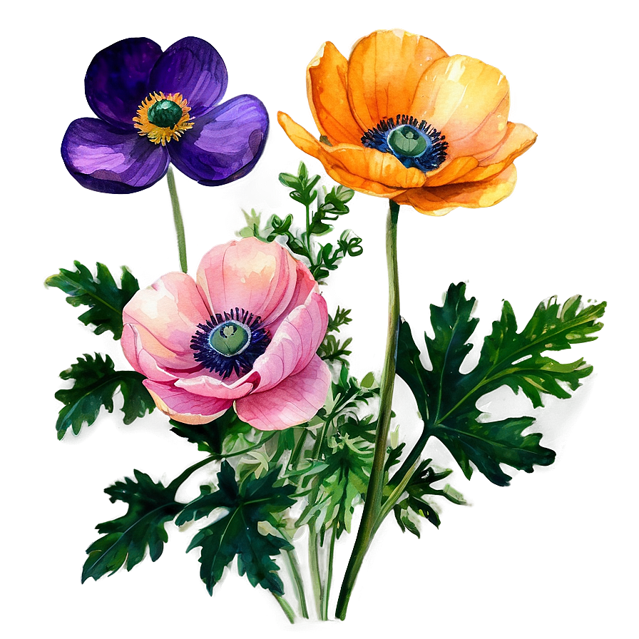 Watercolor Anemone Flowers Png Bsu22