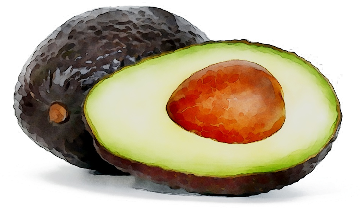 Watercolor Avocado Halfand Whole