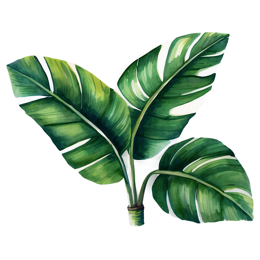 Watercolor Banana Leaf Png Pel