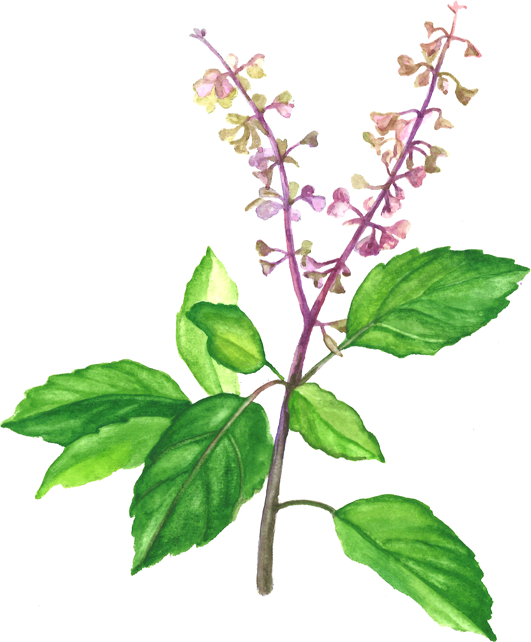 Watercolor Basil Plant Illustration PNG image with a transparent background, free high-resolution download