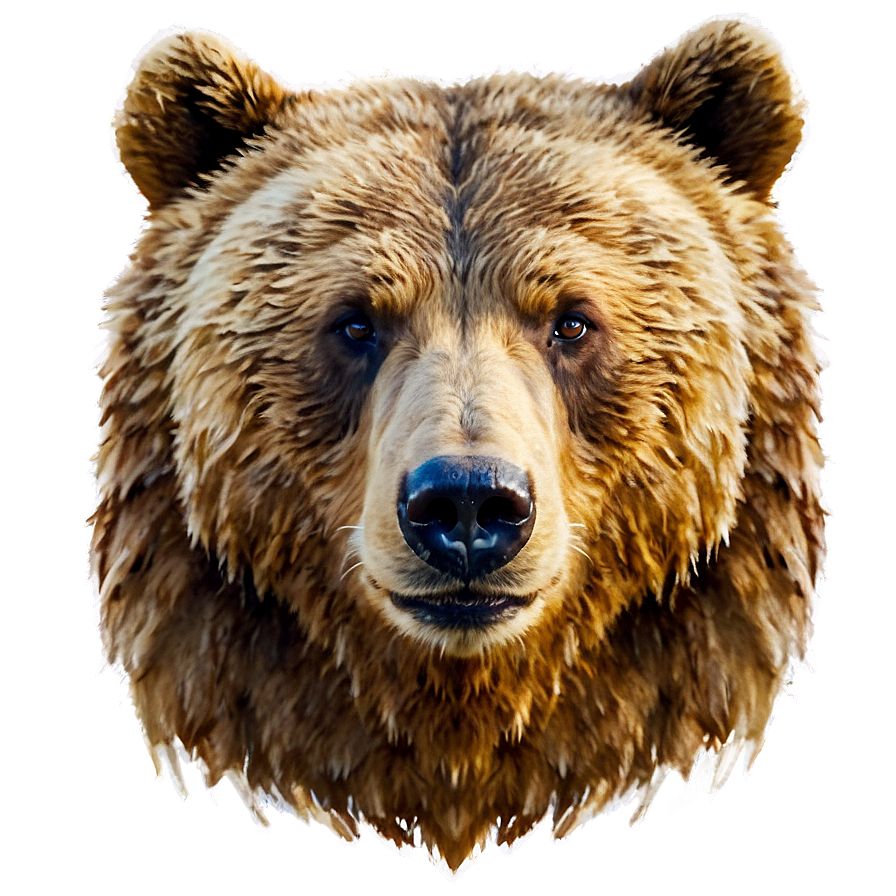 Watercolor Bear Face Png 44