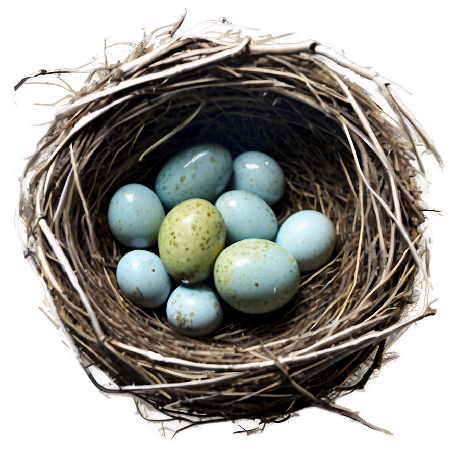 Watercolor Bird Nest PNG xfe72 PNG image with a transparent background, free high-resolution download