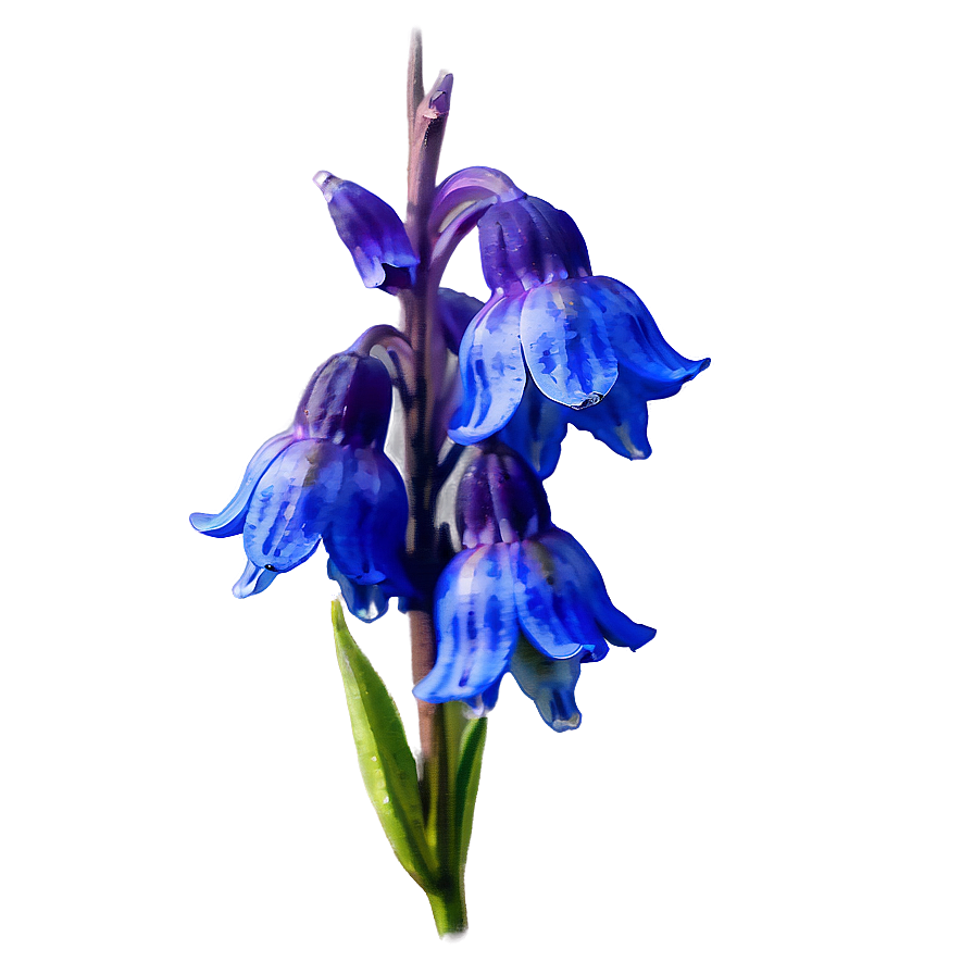 Watercolor Bluebell Flowers Png 46