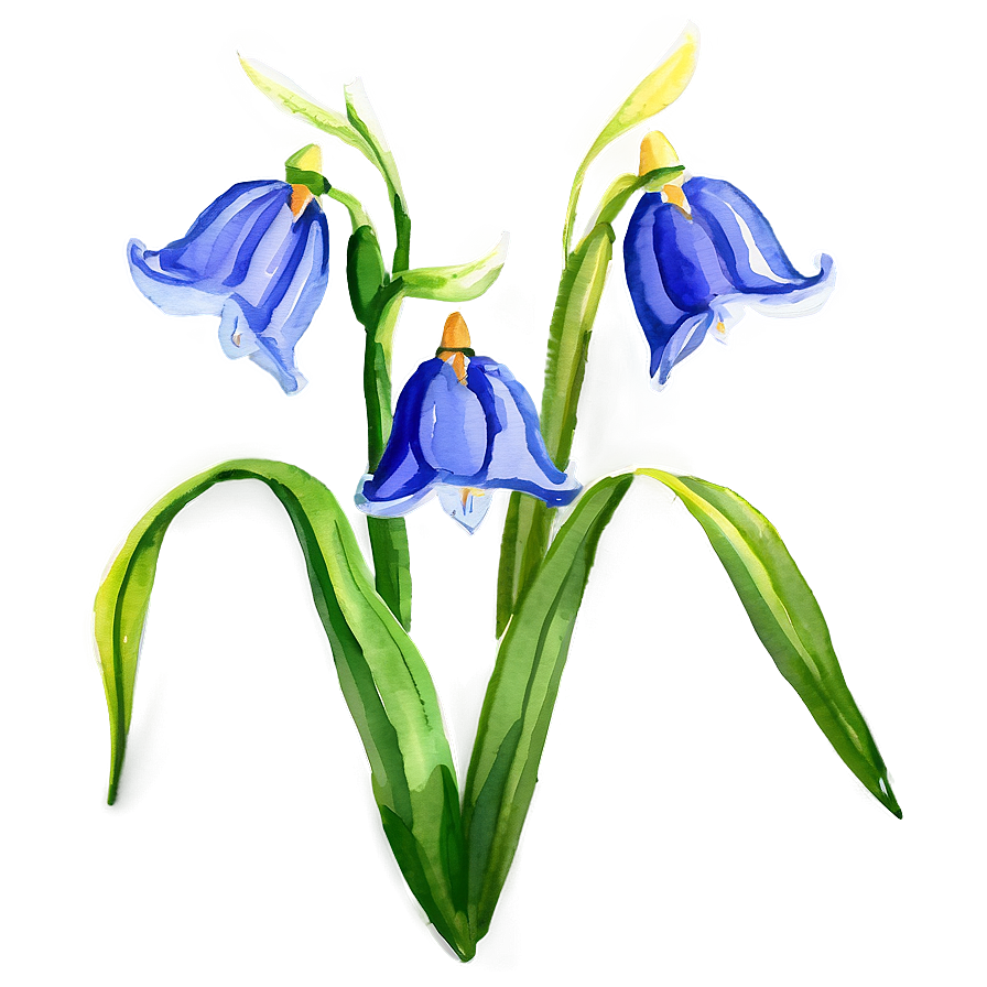 Watercolor Bluebell Flowers Png 92