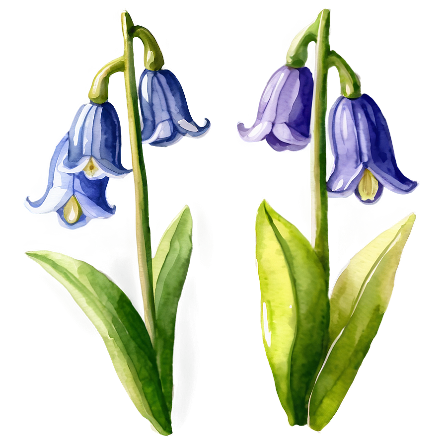 Watercolor Bluebell Flowers Png Amt65