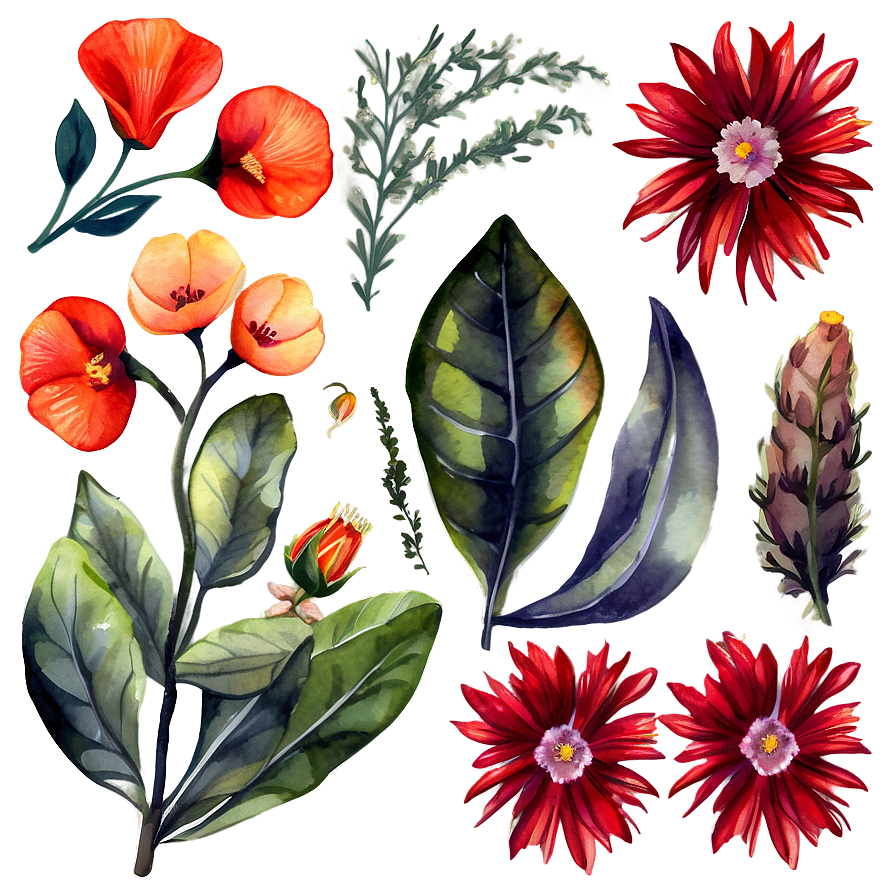 Watercolor Botanicals Clipart Png 05252024