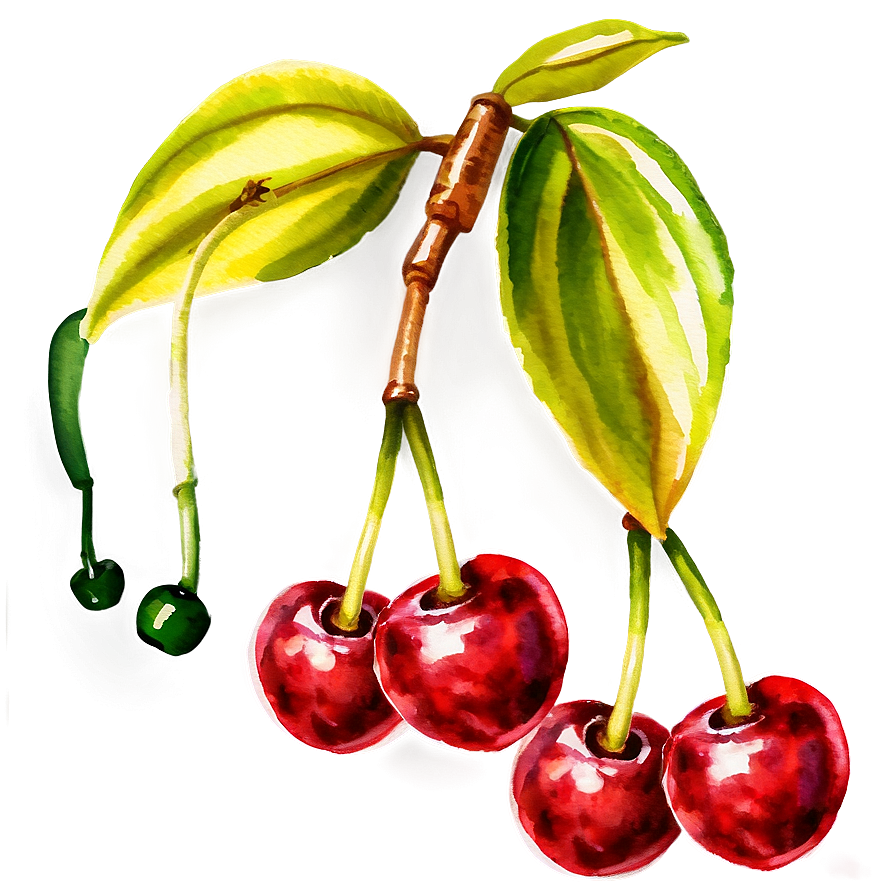 Watercolor Cherries Png Hme