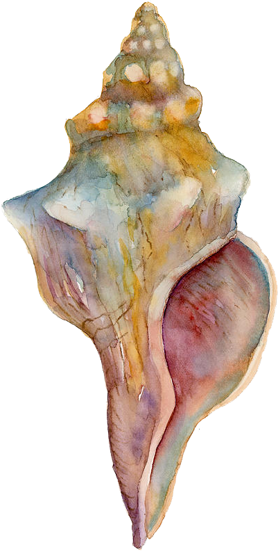 Watercolor Conch Shell Artwork