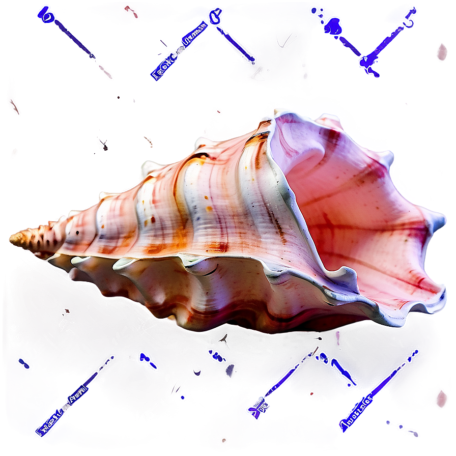 Watercolor Conch Shell Png 33 Image