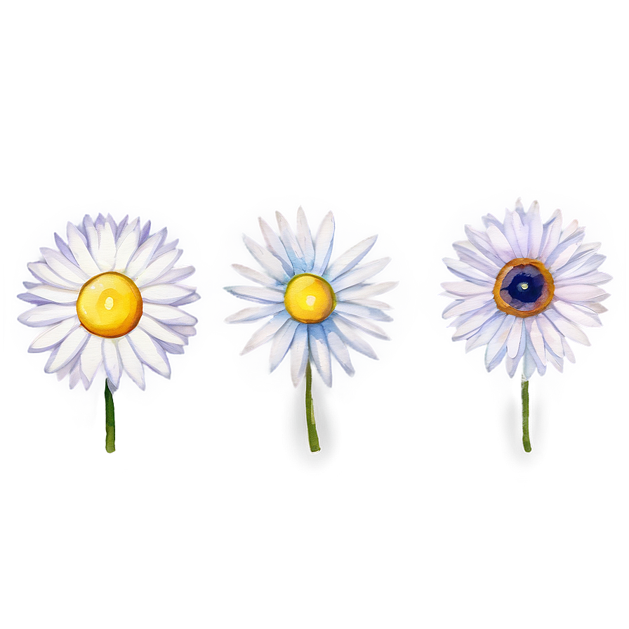 Watercolor Daisy Elements Png Pqt42