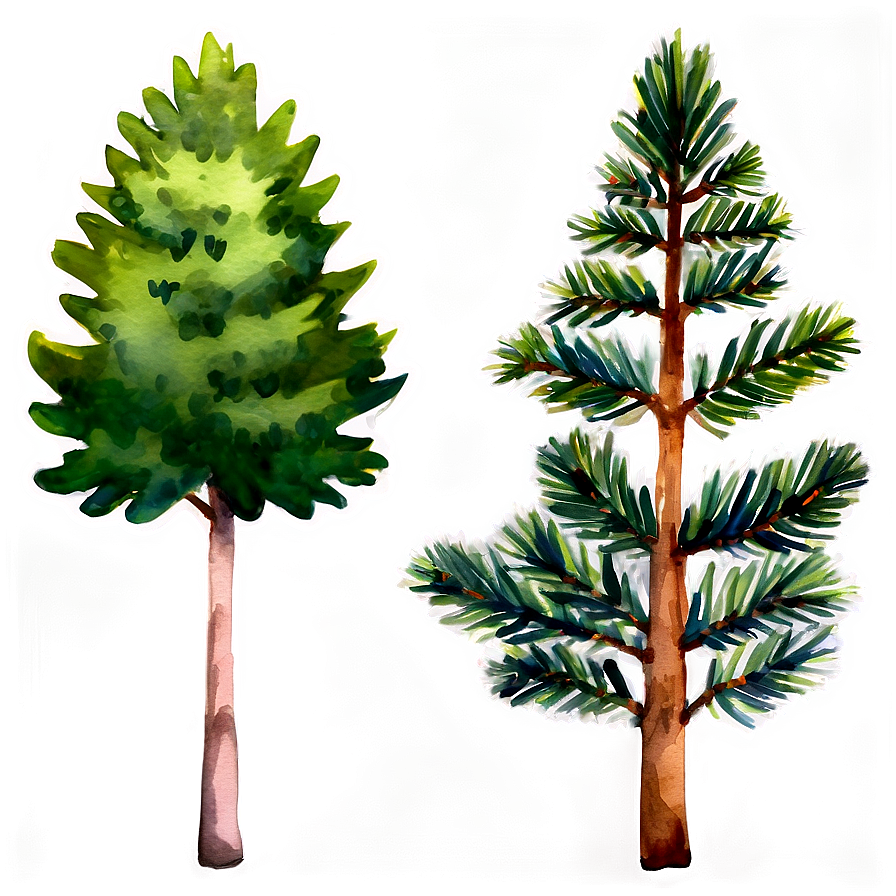 Watercolor Evergreen Tree Png 86