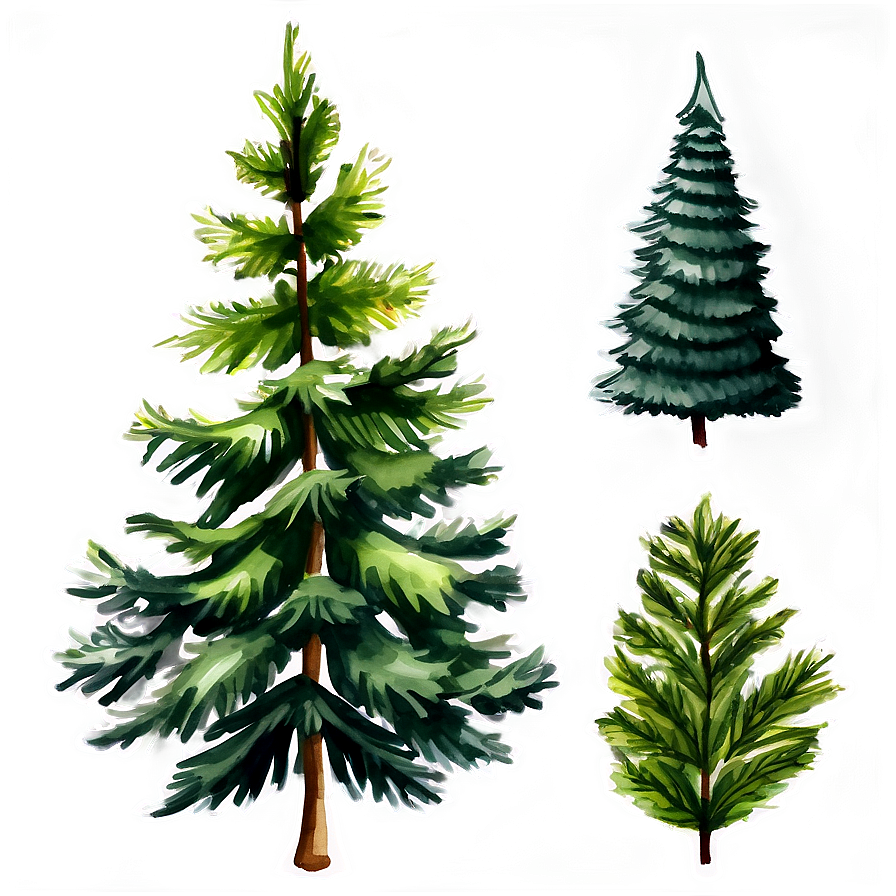 Watercolor Evergreen Tree Png Que