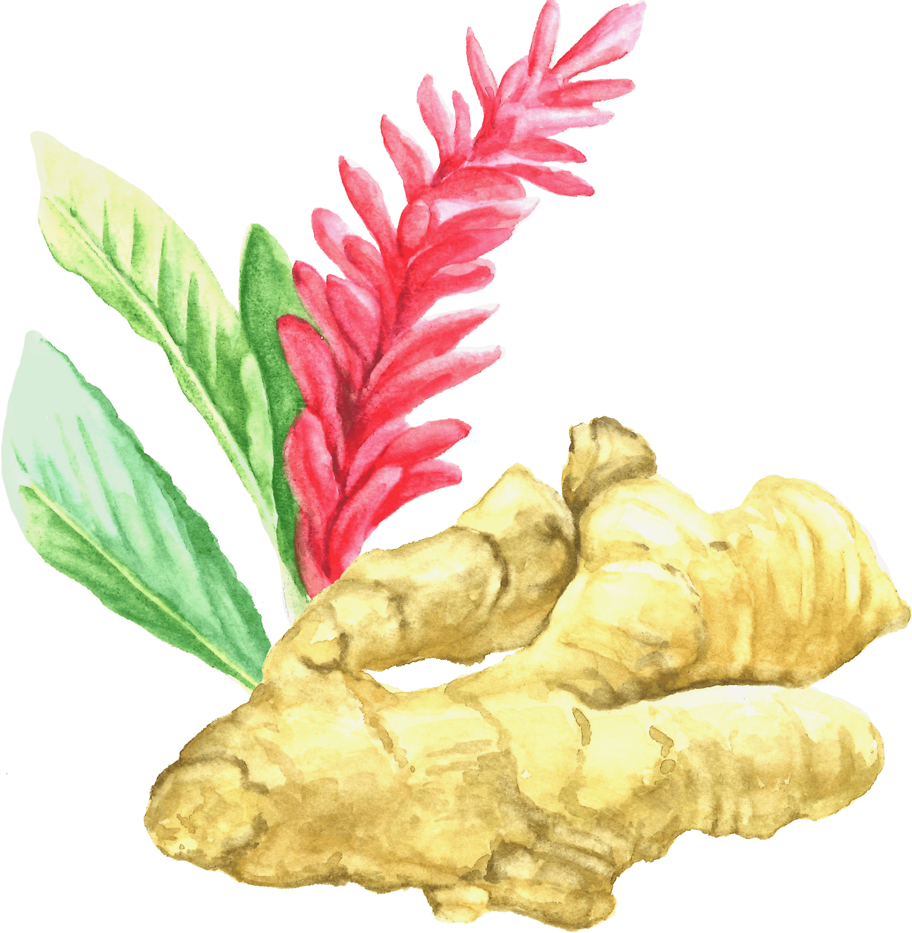 Watercolor Ginger Flower Illustration PNG with transparent background