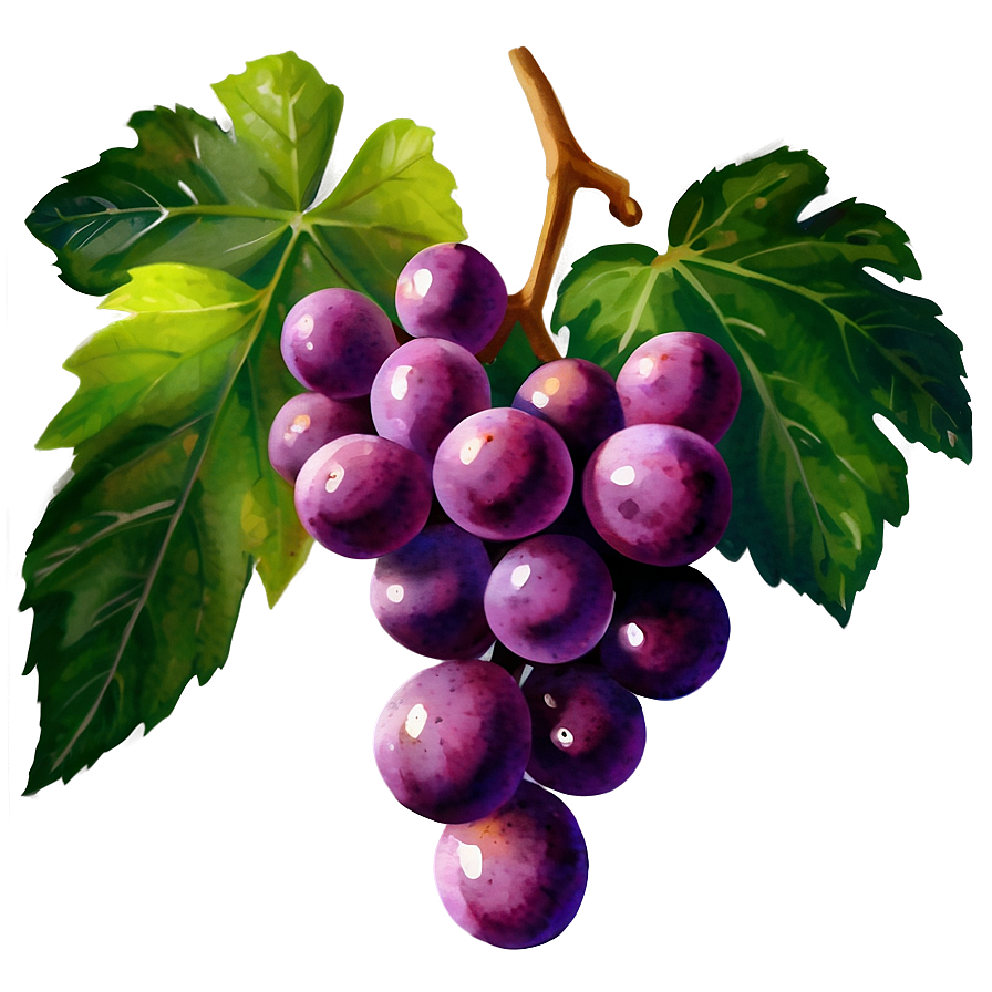 Watercolor Grape Png 42