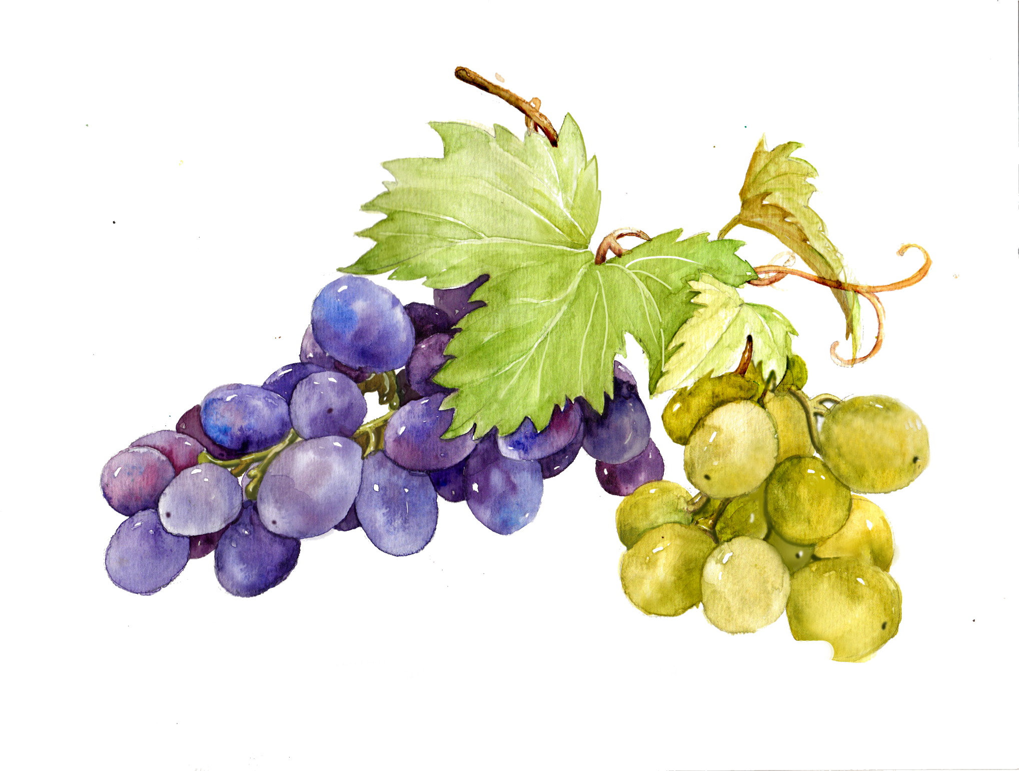 Watercolor Grape Vines Clipart, HD Png Download PNG with transparent background