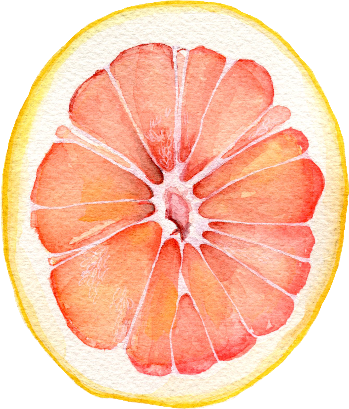 Watercolor Grapefruit Slice