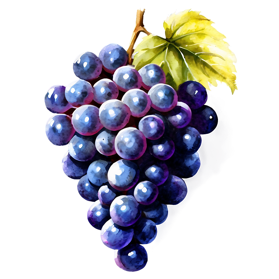 Watercolor Grapes Png 8