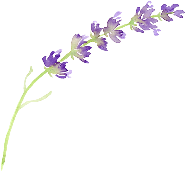 Watercolor Lavender Sprig PNG with transparent background