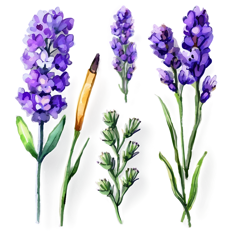 Watercolor Lavender Sprigs Png 33