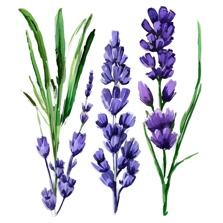 Watercolor Lavender Sprigs Png Tnt84