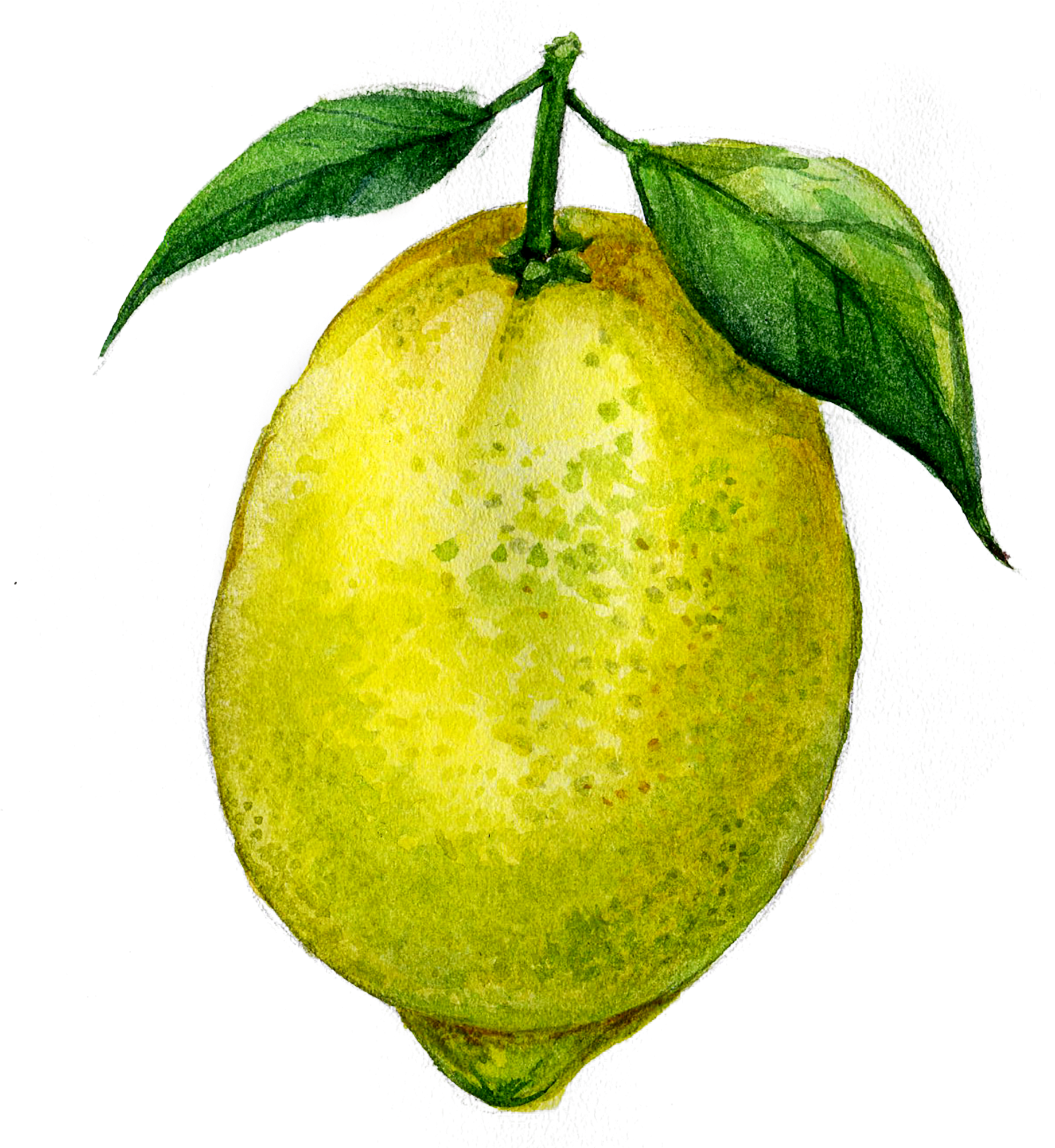 Watercolor Lemon Illustration