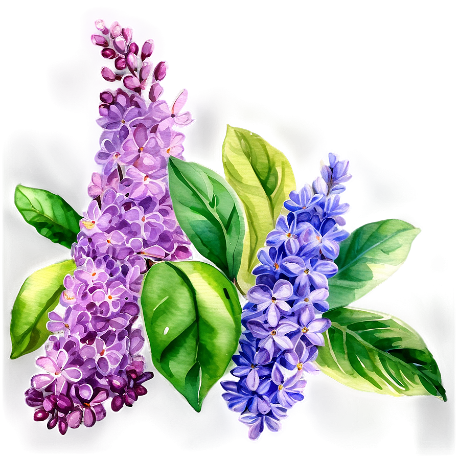 Watercolor Lilac Splendor Png 77