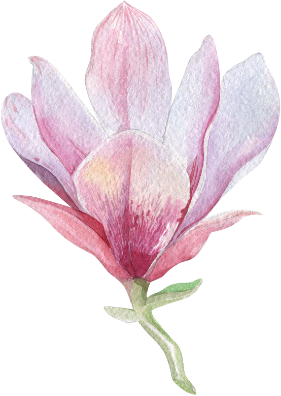 Clip Art Magnolia Watercolor - Magnolia Png, Transparent Png PNG with transparent background