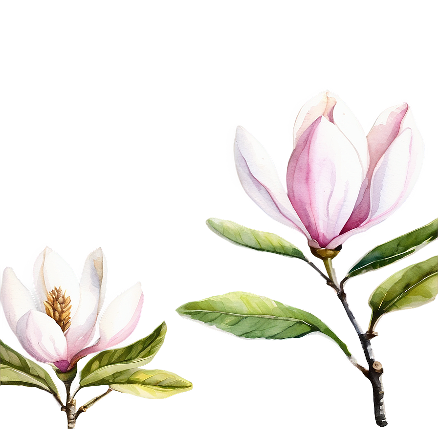 Watercolor Magnolia Clipart Png 05252024