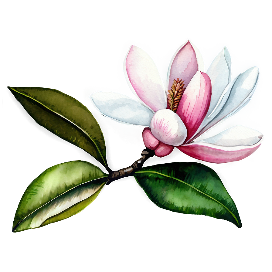 Watercolor Magnolia Flower Png 96