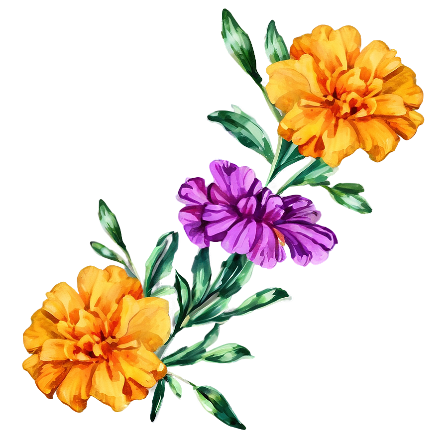 Watercolor Marigold Flowers Png 05252024