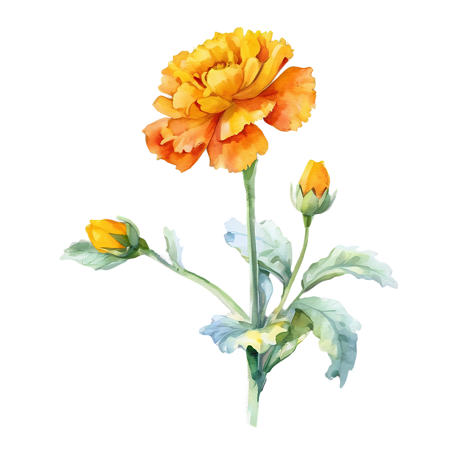 Watercolor Marigold Flowers Png Yqx38