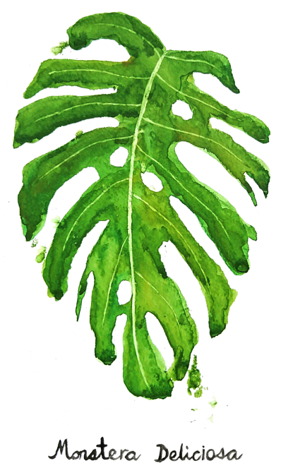Watercolor Monstera Deliciosa Leaf PNG with transparent background