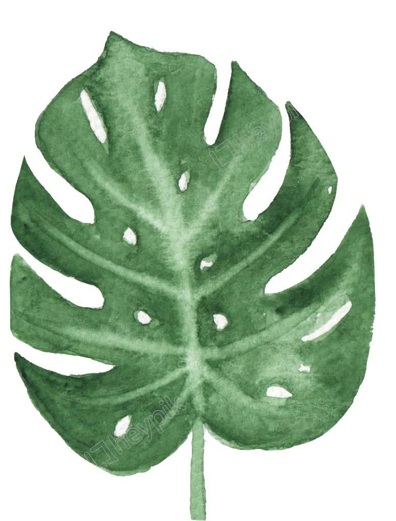 Watercolor Monstera Leaf Art PNG with transparent background