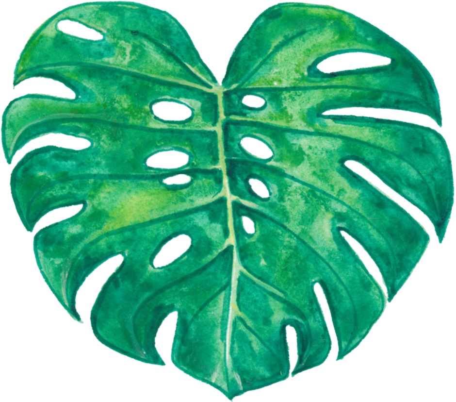 Watercolor Monstera Leaf Artwork PNG with transparent background