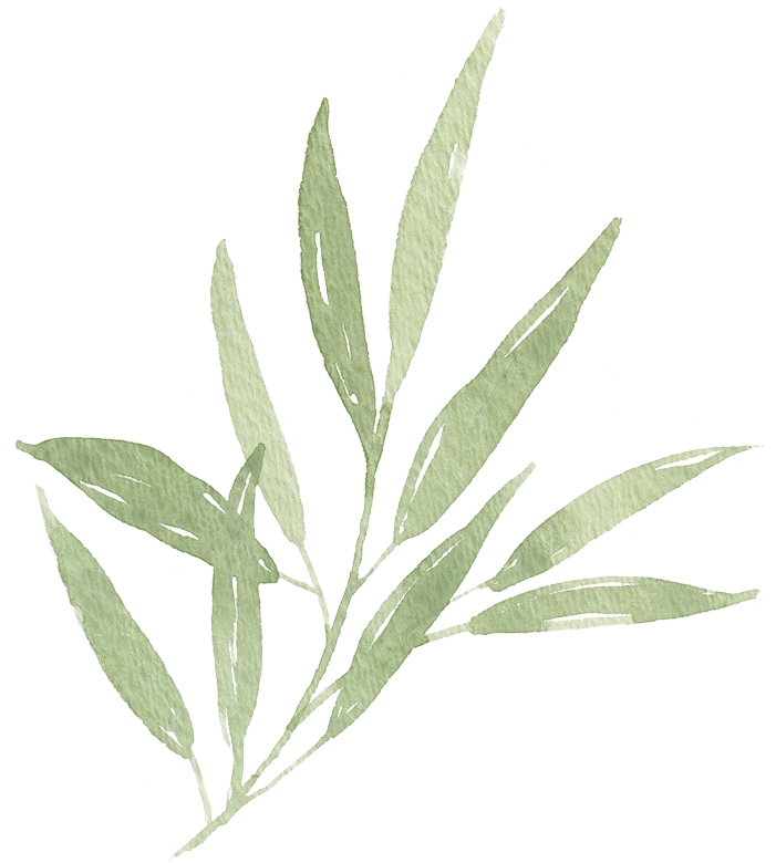 Transparent Transparent Leaf Png - Transparent Olive Leaves Png, Png Download PNG with transparent background