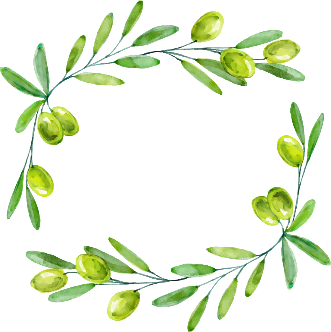 Transparent Olive Leaf Png - Olive Branch Olive Border, Png Download PNG with transparent background