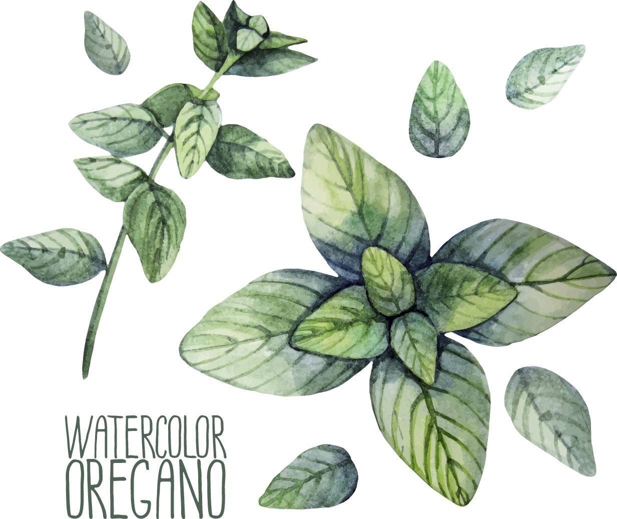 Watercolor Oregano Illustration