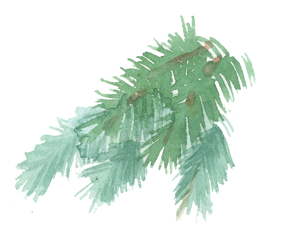 Transparent Pine Tree Branch Png - Watercolor Pine Branch Transparent, Png Download PNG with transparent background