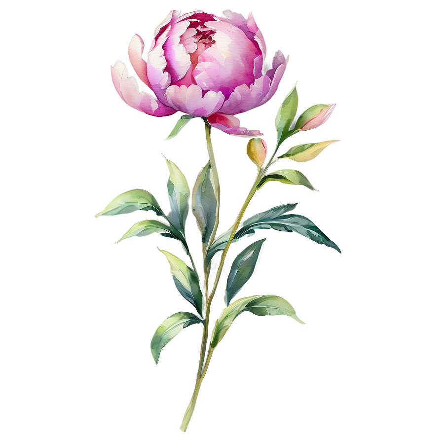 Watercolor Peony Elegance Png Ruv51