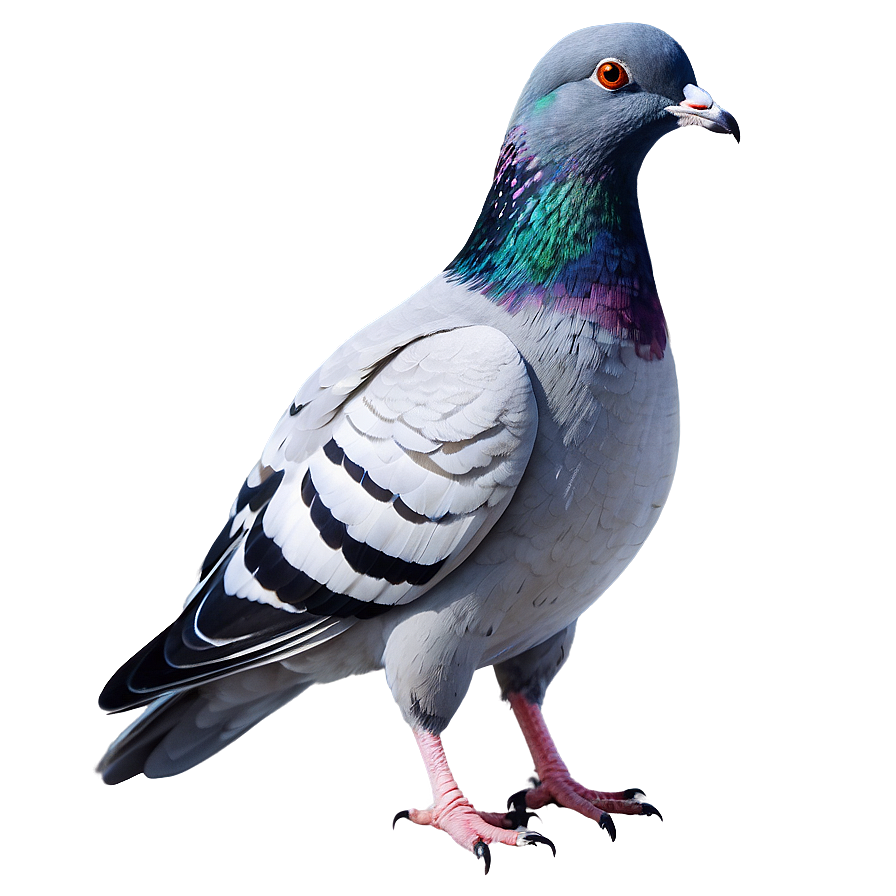 Watercolor Pigeon Png Irb