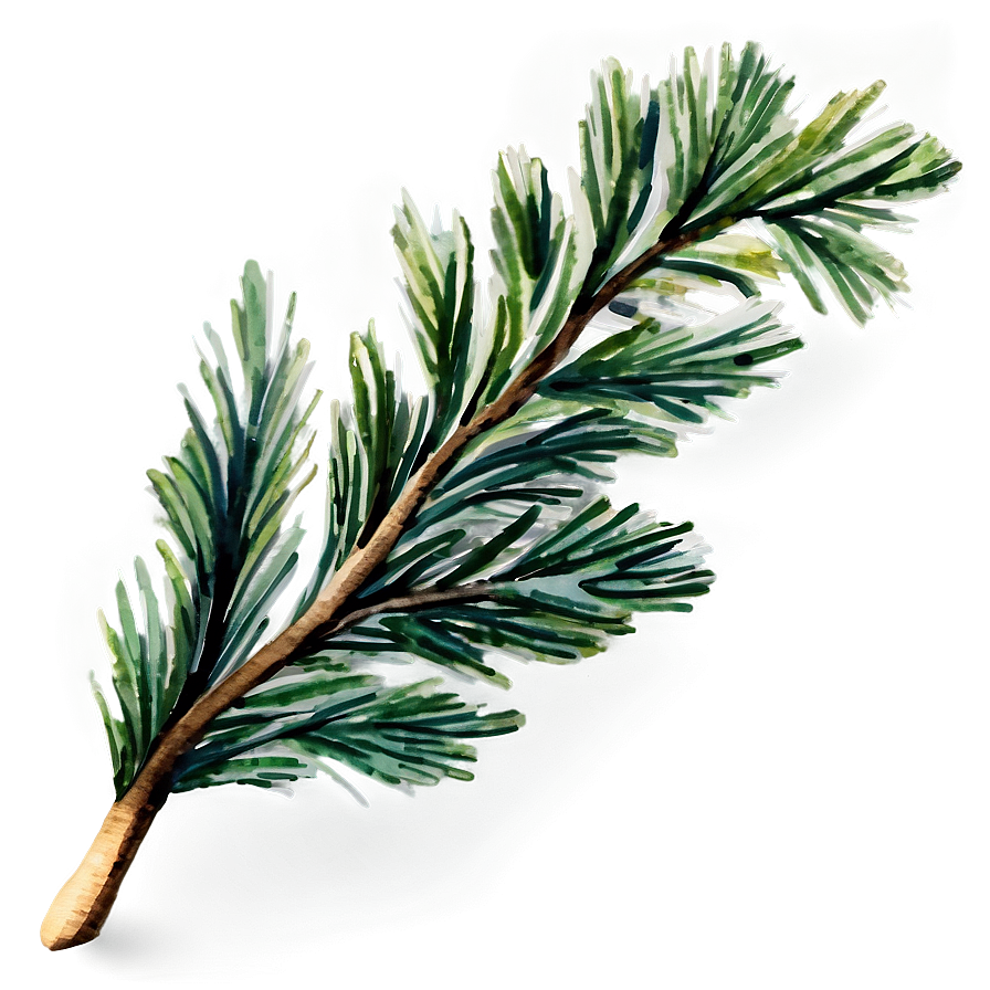 Watercolor Pine Branch PNG 06132024 PNG with transparent background