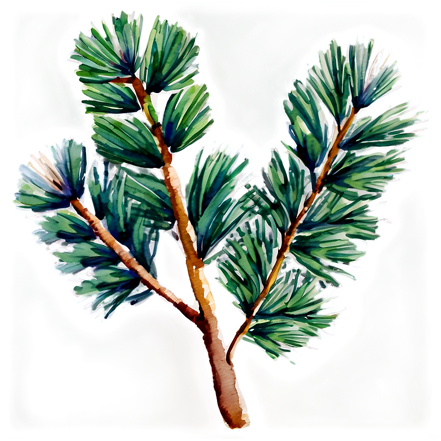 Watercolor Pine Branch PNG 06132024 PNG with transparent background